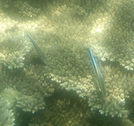 Sri Lanka Unterwasser Fotos - Labroides dimidiatus