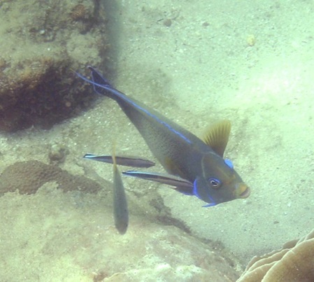Fische Sri Lanka - Pomacanthus semicirculatus
