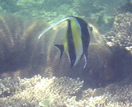 Sri Lanka Halfterfisch - Zanclus cornutus