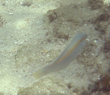 sandfarbener Fisch mit gelben Längststreifen - kaum zu sehen
