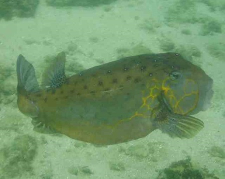 Fische - Würfel-Kofferfisch schwimmt neben mir