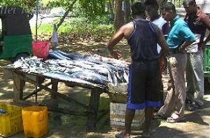 Fischverkäufer in Sri Lanka