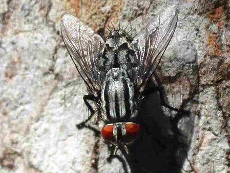 gestreifte Fliege - Sarcophagidae