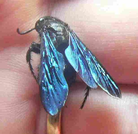 blaue Fliege