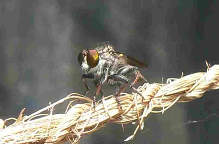 Fliegenart in Sri Lanka