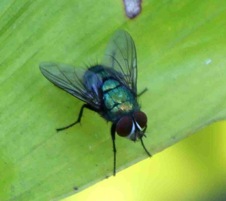 Fliege metallisch grün
