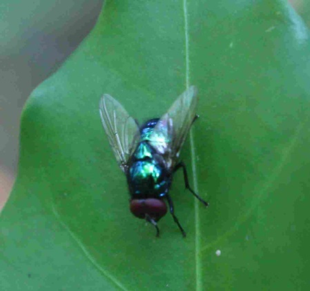 kleine Fliege metalic blau