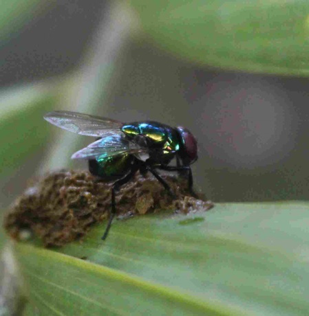 Fliege klein grün und blau schillernd
