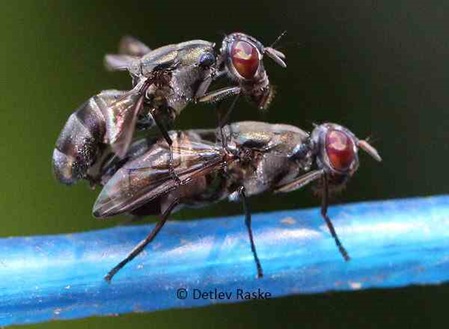 unbestimmte Fliegen bei der Paarung