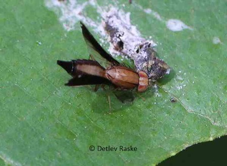 unbestimmte Fliege mit spitzen Flügeln