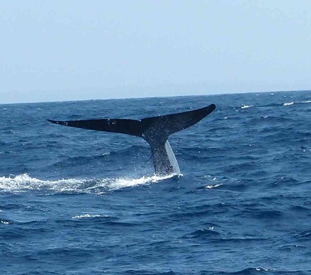 Schwanzflosse vom Wal im indischen Ozean vor Sri Lanka