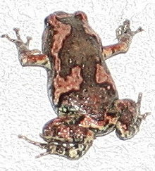 kleine baumfrosch in Sri Lanka?