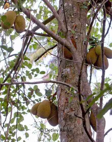 Früchte am Jackfruchtbaum
