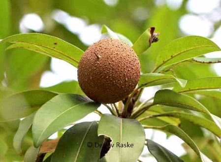 die süßeste Frucht in Sri lanka