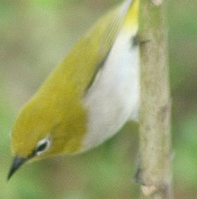 Ganges Brillenvogel nur 2m von der Terrasse