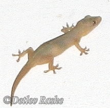 Asiatischer Hausgecko