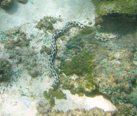 Sri Lanka Fische - gefleckter Schlangenaal