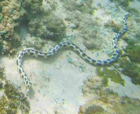 Uops, keine Seeschlange nur ein gefleckter Schlangenaal