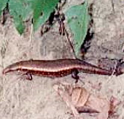 gemeiner Sri Lanka Skink