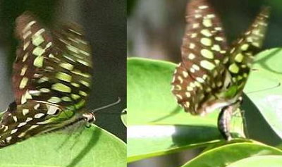 geschweifte Eichelhäher - Graphium Agamemnon bei Eiablage