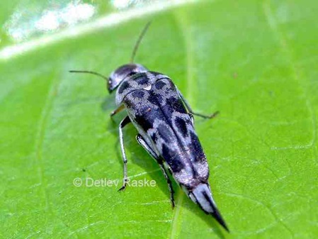 Stachelkäfer Glipa malaccana blau schwarz