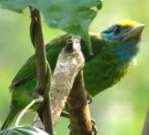 Goldstirnbartvogel im Sri Lanka Urlaub beobachten