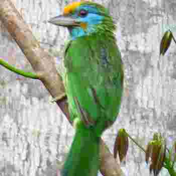 Birds Sri Lanka Vögel - Megalaima flavifrons - Yellow-fronted Barbet