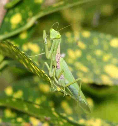 große grüne Gottesanbeterin - Hierodula membranacea