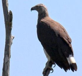 Graukopf Seeadler in Sri Lanka