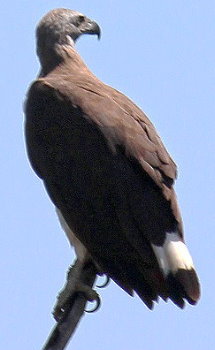 Birds Sri Lanka Vögel - Graukopf Seeadler