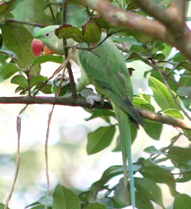 Birds Sri Lanka Vögel - Großer Alexandersittich beim Guaven fressen