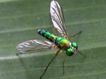 räuberische grüne Fliege