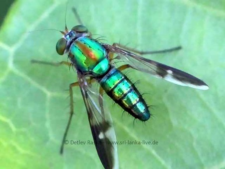 schillernd grüne Fliege