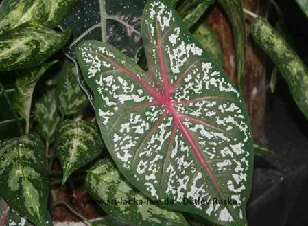 großes Blatt mehrfarbig