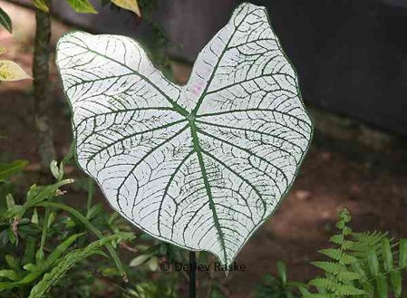 unbestimmte Caladium Art