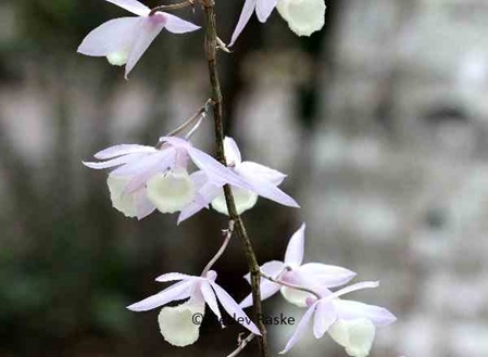 hängende Orchidee