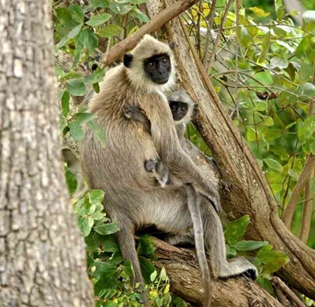 Grauer Langur bzw. Hanuman Langur