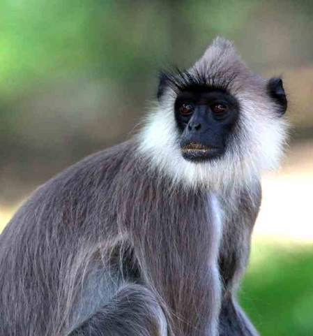 Südlicher Hanuman-Langur