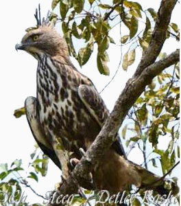 Birds Sri Lanka Vögel - Haubenadler