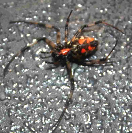 Spinne ♀ Nephilengys malabarensis liegt auf dem Rücken