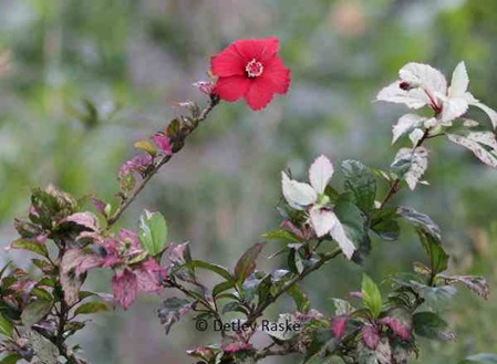 rot weiße Blätter am Hibiskus