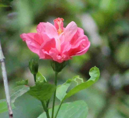 Gefüllter Hibiskus - Hibiscus