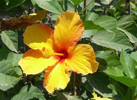 Hibiskus dunkel gelb