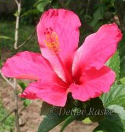 Hibiscus in rot mit sehr großer Blüte