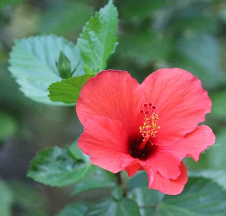eine rote Hibiscusblüte, in allen Garten in Sri Lanka gibt es diese Pflanzen