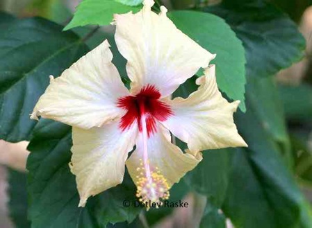 beige Hibiskusblüte