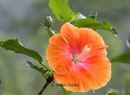 oranger Hibiskus