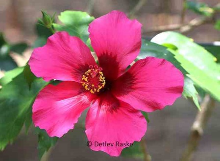 Hibiskusblüte pink