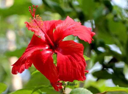 Hibiskus rot