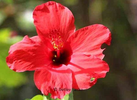 Hibiskus rot